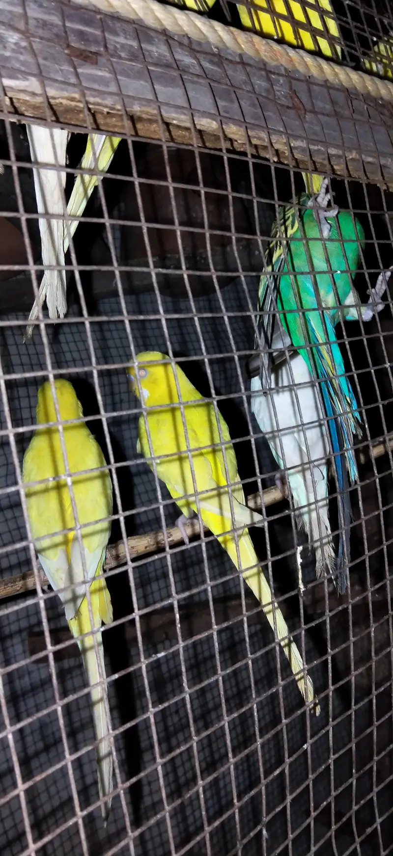 Read eyes and black eye are awelebal fall breeder pairs ready for eggs — photo 5