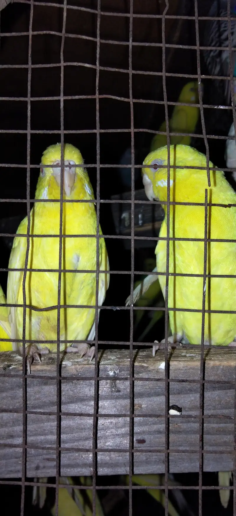 Read eyes and black eye are awelebal fall breeder pairs ready for eggs — photo 6