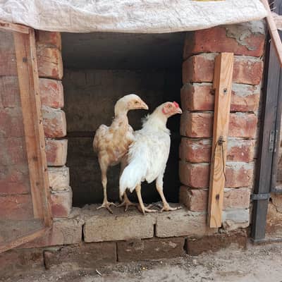 White Aseel Heera Pair