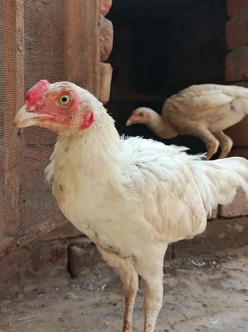 White Aseel Heera Pair — photo 2