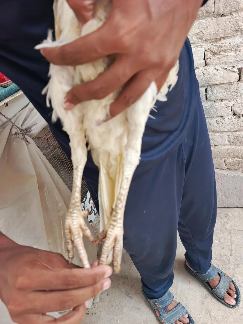 White Aseel Heera Pair — photo 5