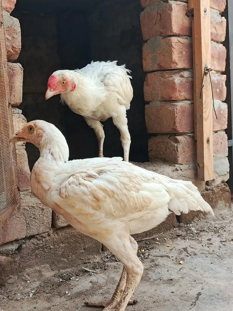 White Aseel Heera Pair — photo 8