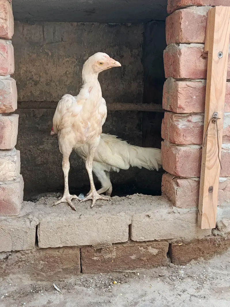 White Aseel Heera Pair — photo 11