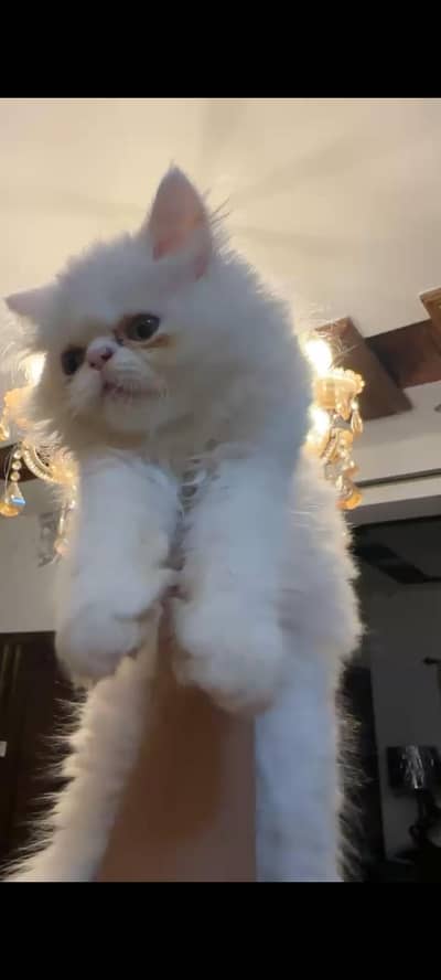 Persian kid male beautiful quality