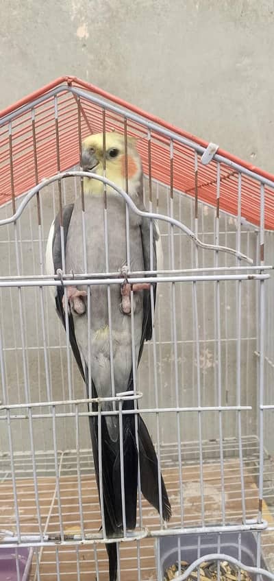 Cockatiel Parrot for Sale