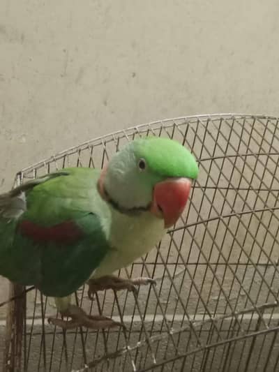 Raw parrot. batayein bhi karta ha.
