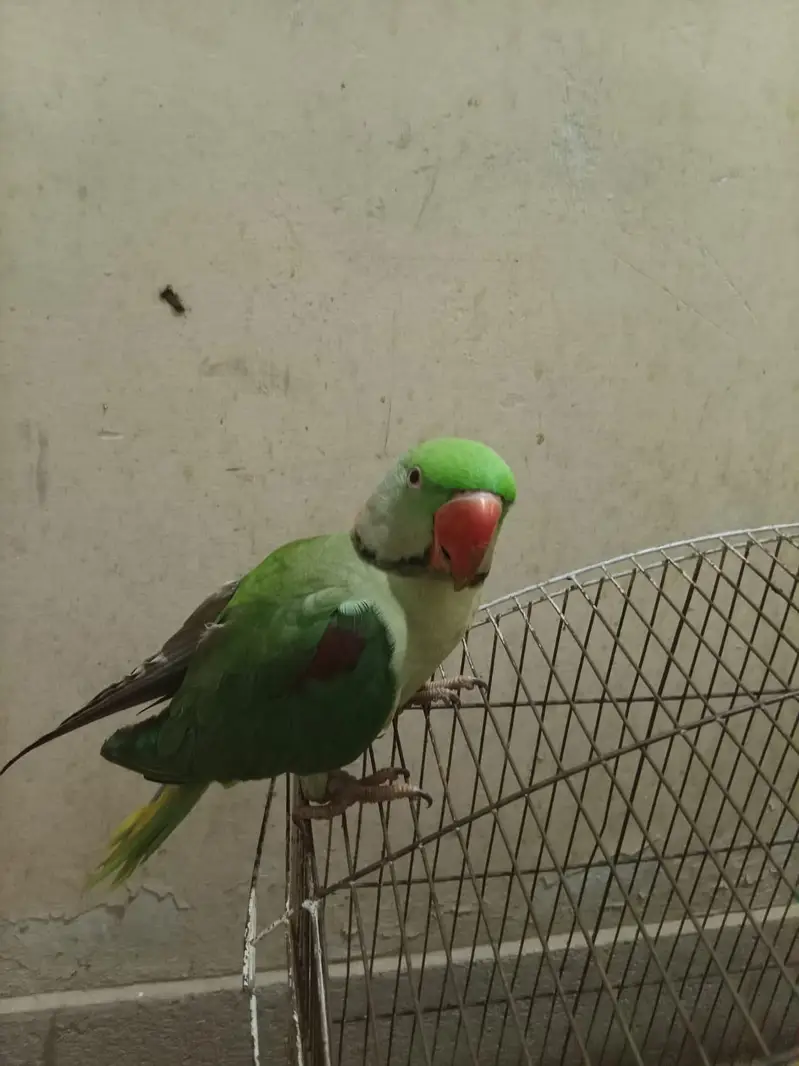 Raw parrot. batayein bhi karta ha. — photo 2