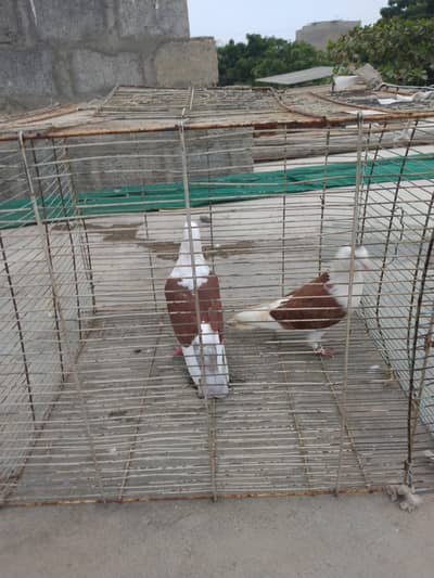pigeon Kaboter