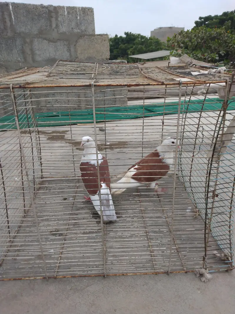 pigeon Kaboter — photo 2