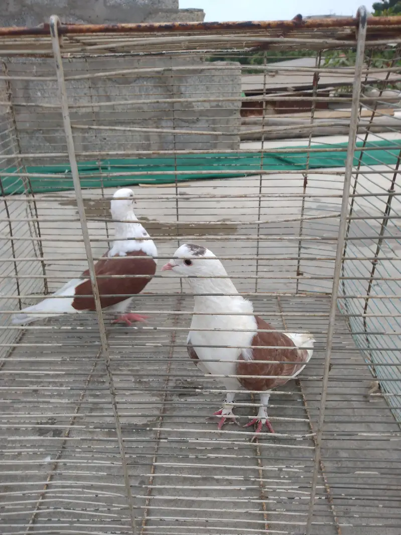 pigeon Kaboter — photo 3