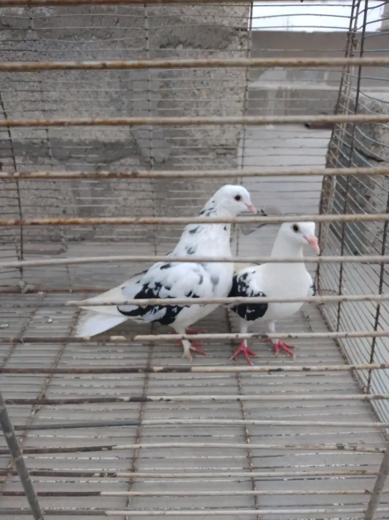 pigeon Kaboter — photo 4