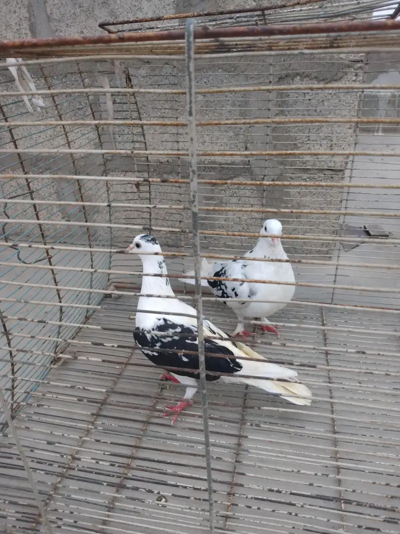 pigeon Kaboter — photo 5