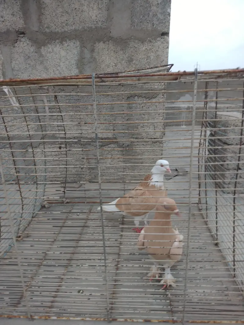 pigeon Kaboter — photo 6