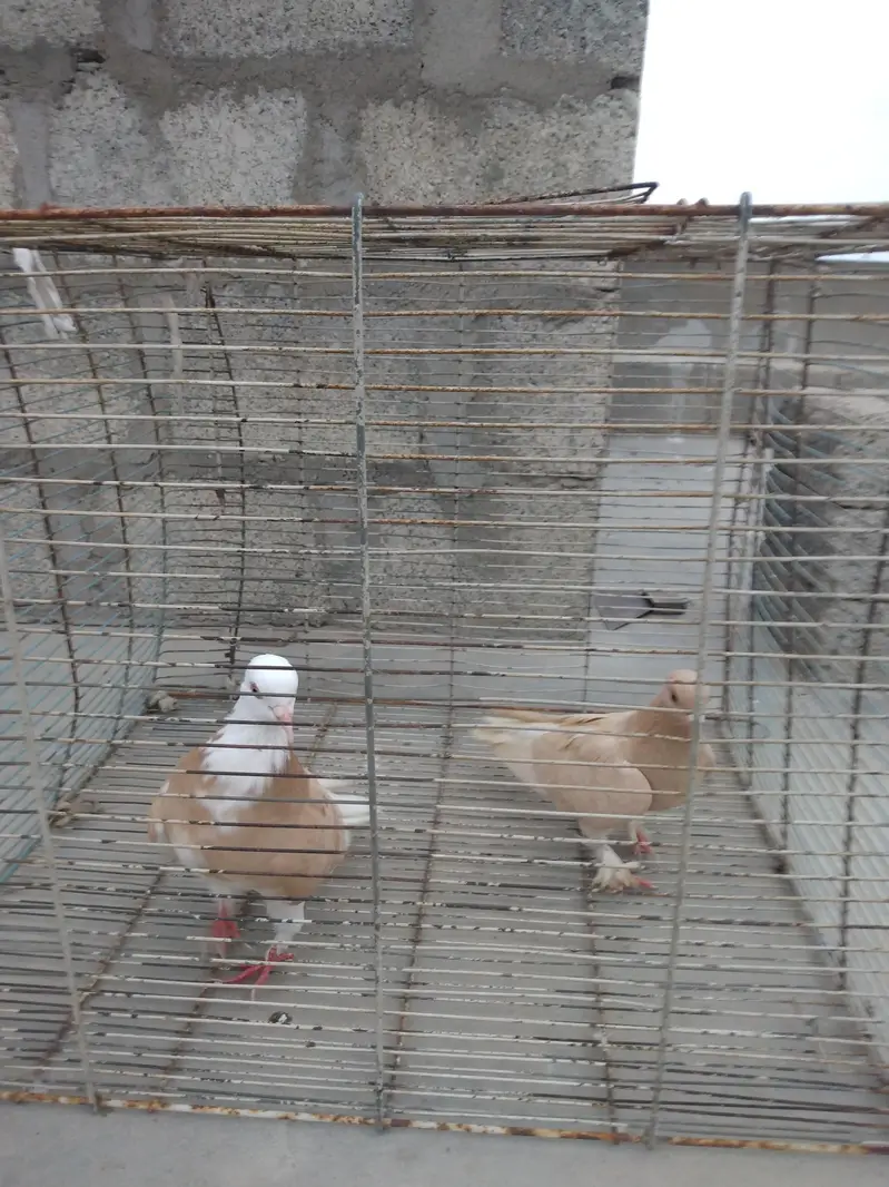 pigeon Kaboter — photo 8