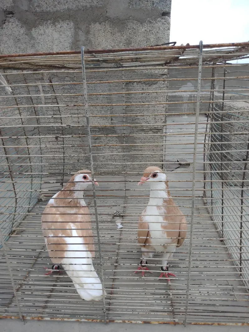 pigeon Kaboter — photo 9