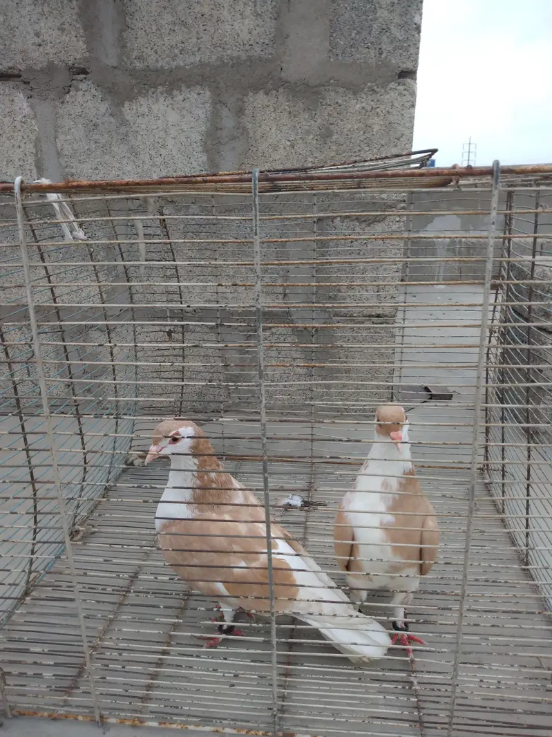 pigeon Kaboter — photo 10