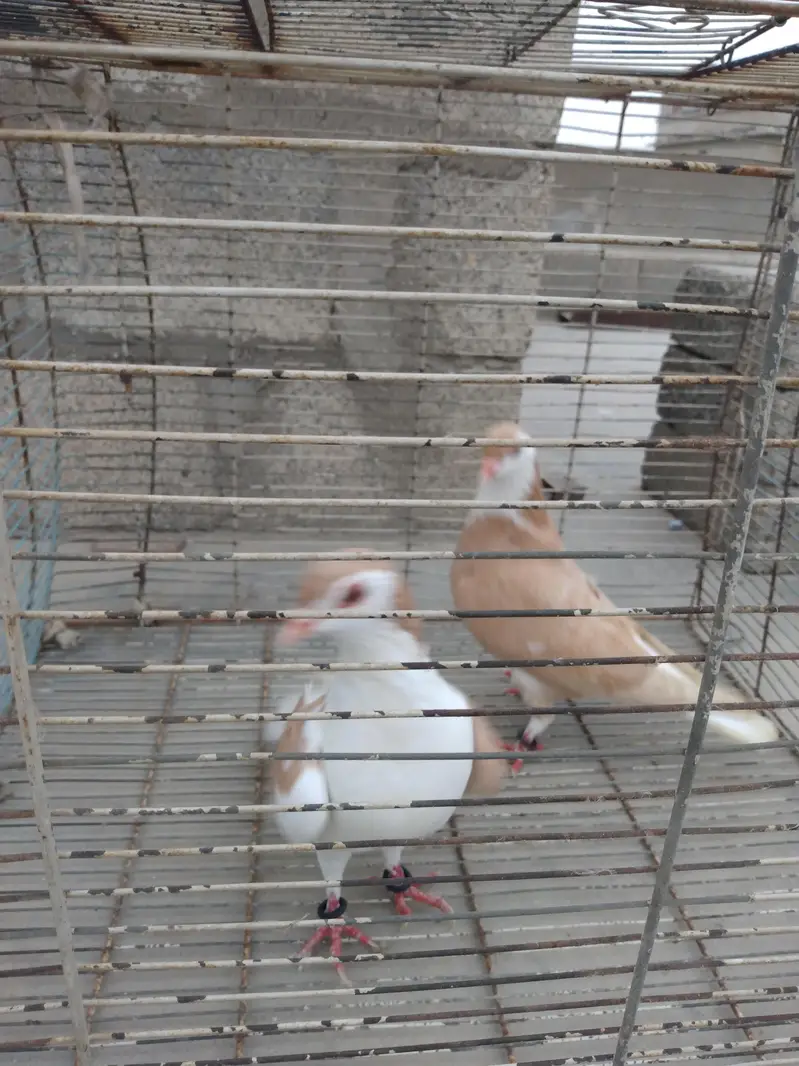 pigeon Kaboter — photo 11