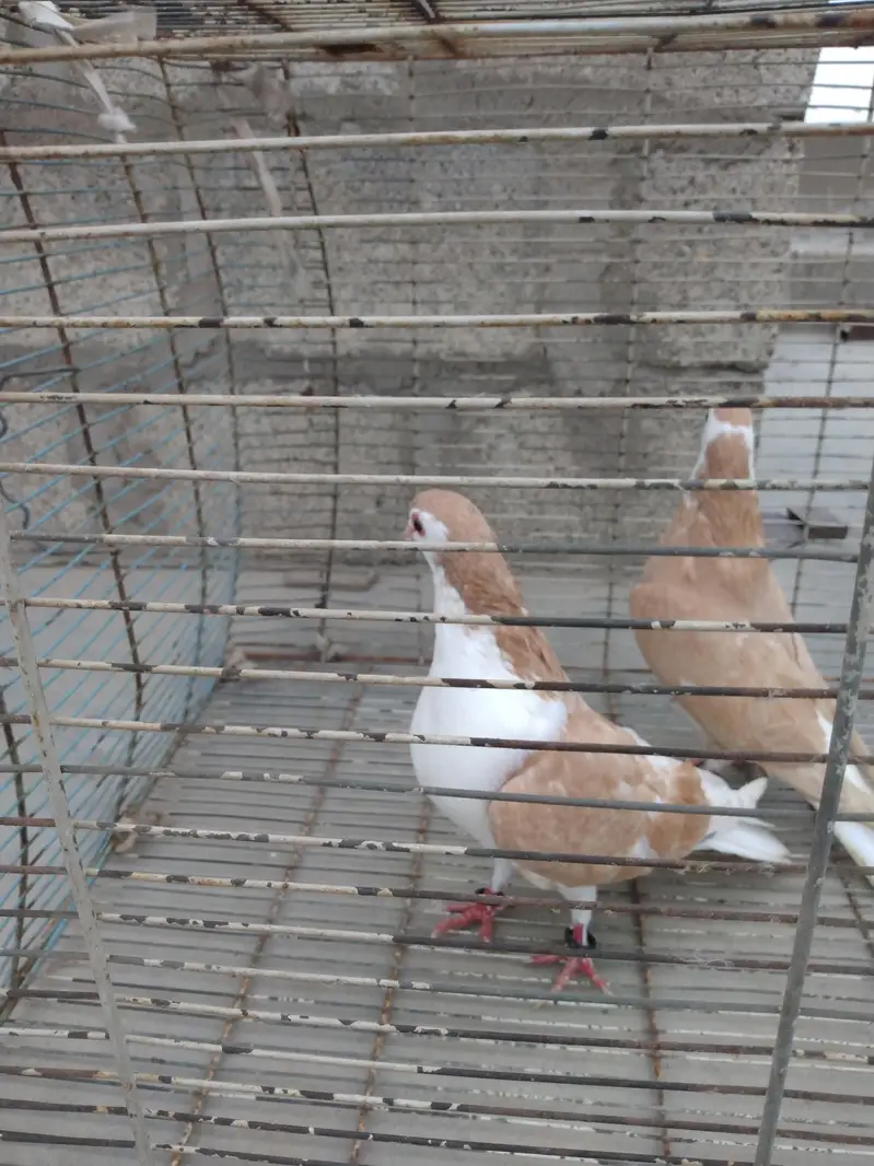 pigeon Kaboter — photo 12