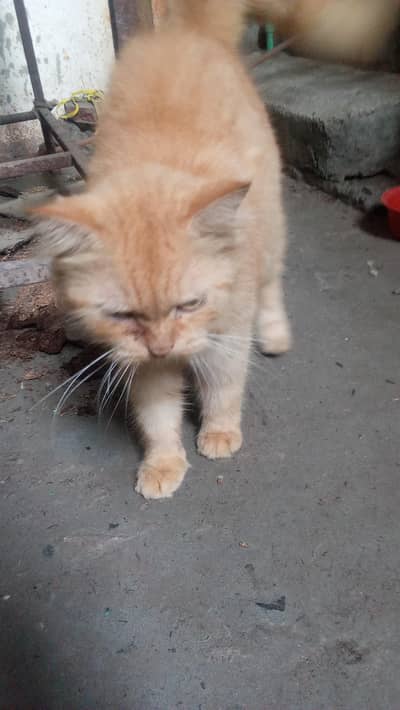 Persian cat golden brown