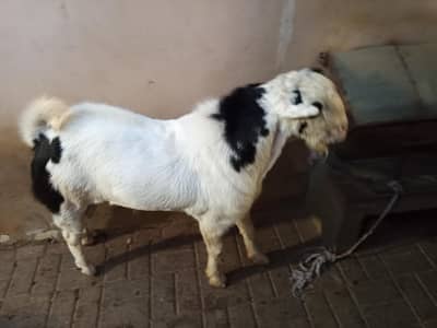 breeder teddy doats 8 daant