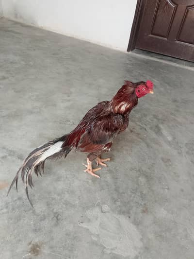 high quality pair for sale