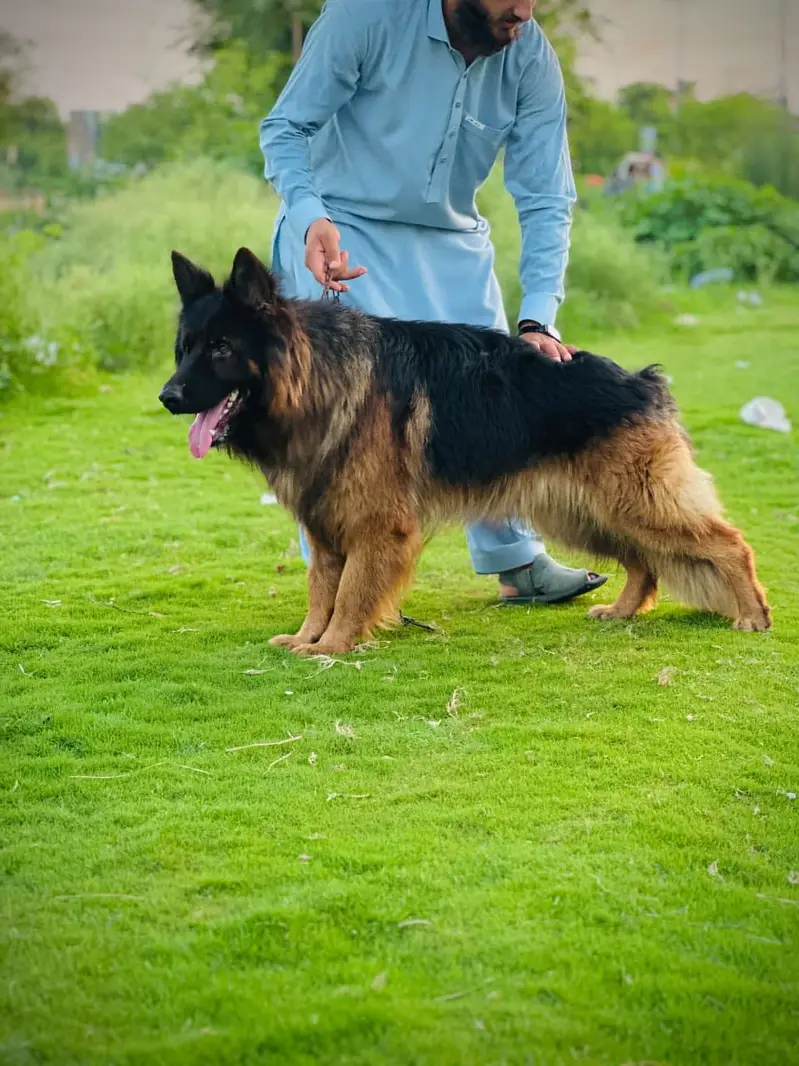 Longcoat gsd male ( security purpose ) show quality — photo 2