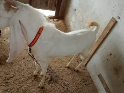 gulabi bakra h axha sehat mand h