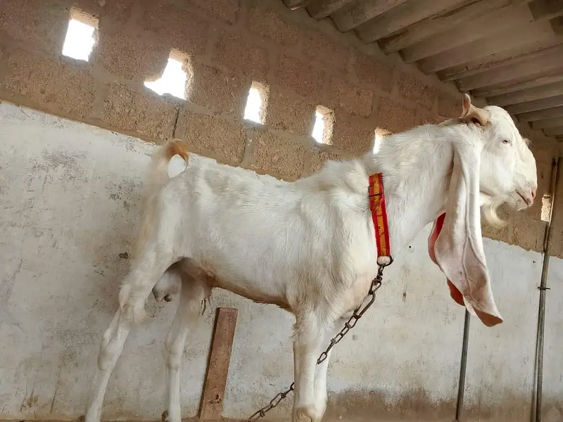 gulabi bakra h axha sehat mand h — photo 2
