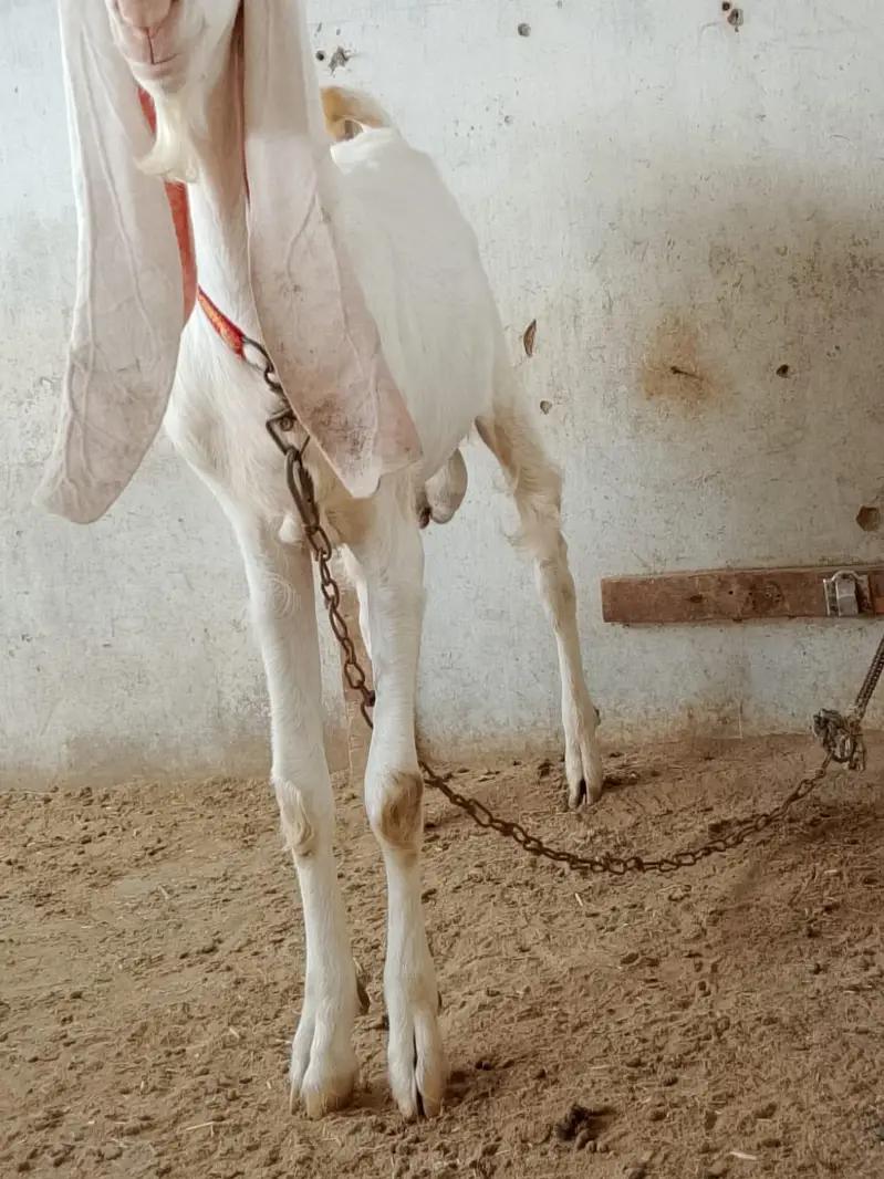 gulabi bakra h axha sehat mand h — photo 5