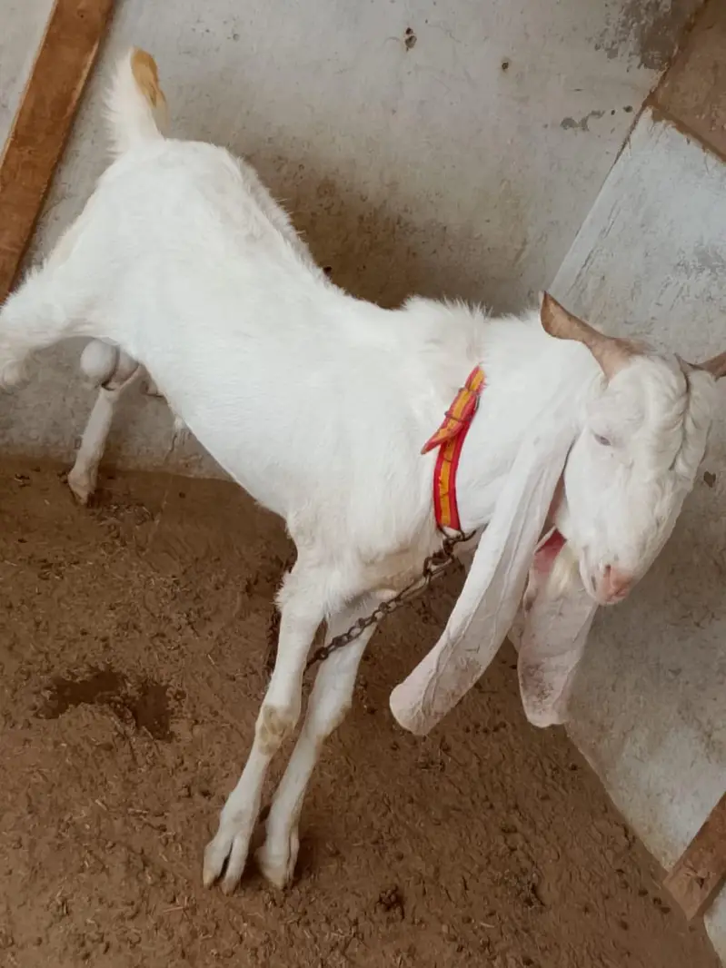 gulabi bakra h axha sehat mand h — photo 6