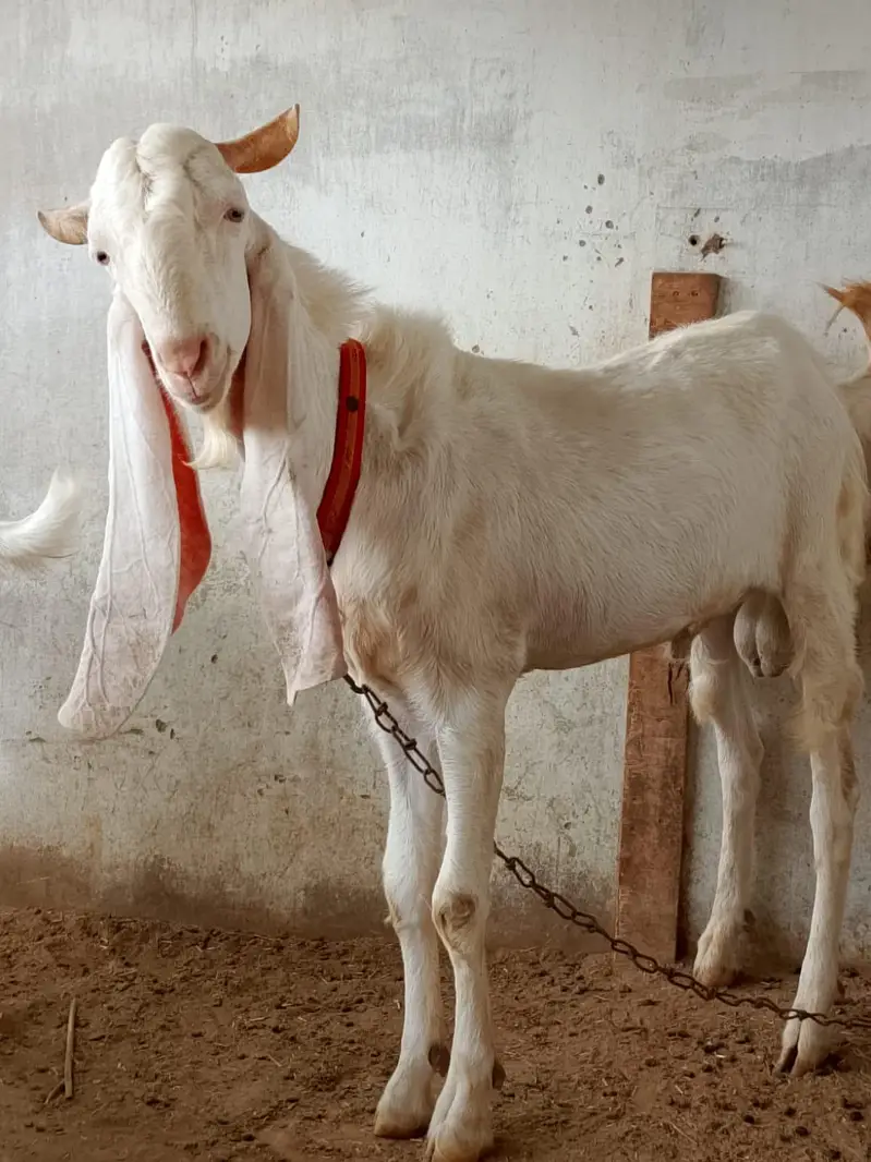 gulabi bakra h axha sehat mand h — photo 7