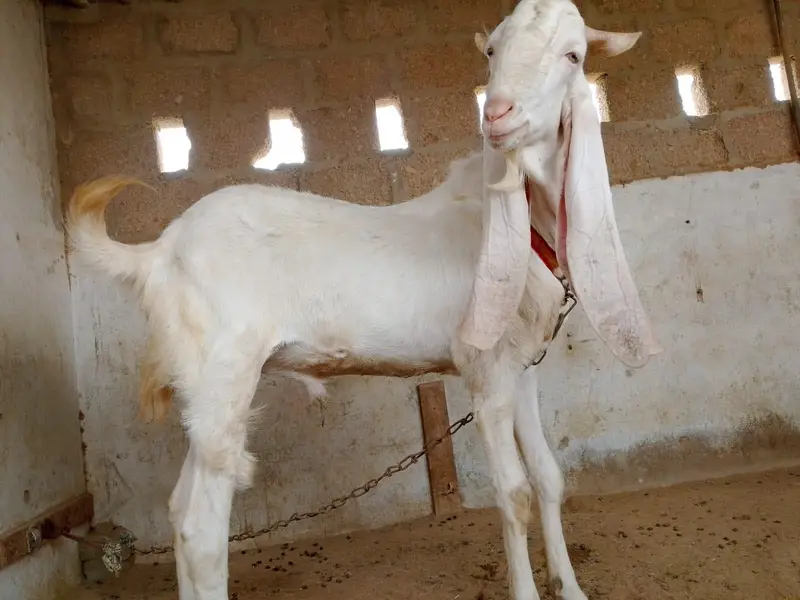 gulabi bakra h axha sehat mand h — photo 8