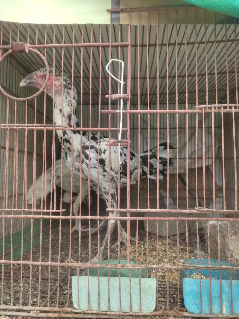 murga murgi hens pinjrai pinjra sab sale ka liya — photo 2