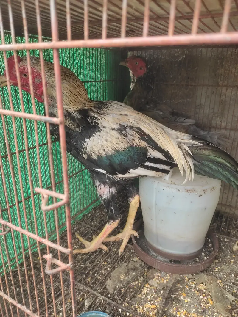 murga murgi hens pinjrai pinjra sab sale ka liya — photo 5