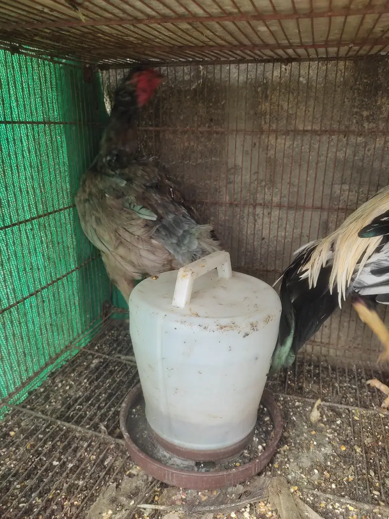 murga murgi hens pinjrai pinjra sab sale ka liya — photo 6
