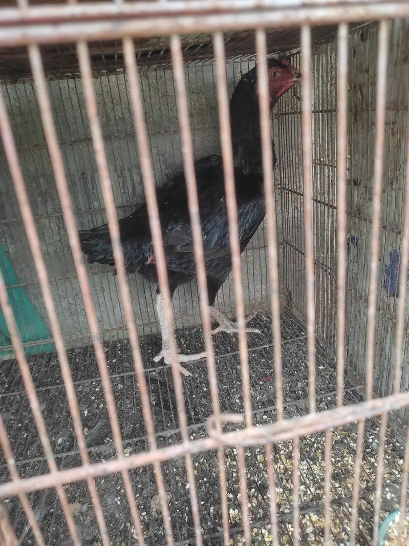 murga murgi hens pinjrai pinjra sab sale ka liya — photo 7