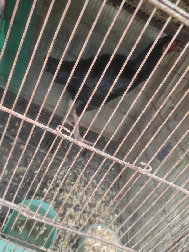 murga murgi hens pinjrai pinjra sab sale ka liya — photo 8