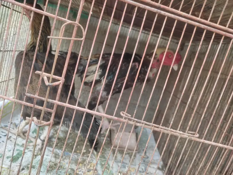 murga murgi hens pinjrai pinjra sab sale ka liya — photo 10