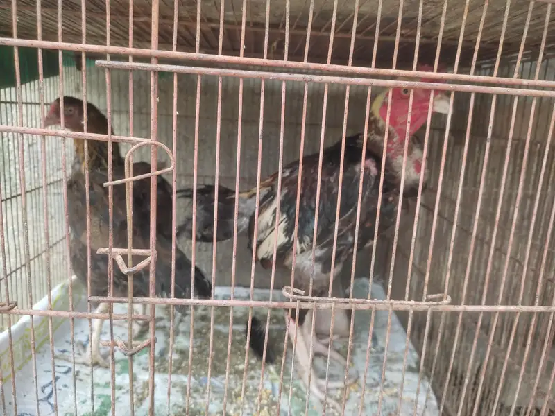 murga murgi hens pinjrai pinjra sab sale ka liya — photo 11