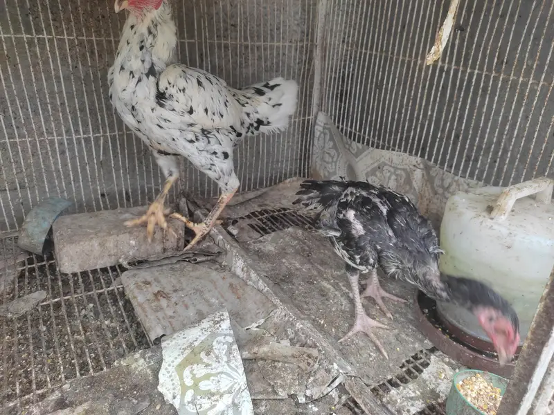 murga murgi hens pinjrai pinjra sab sale ka liya — photo 12