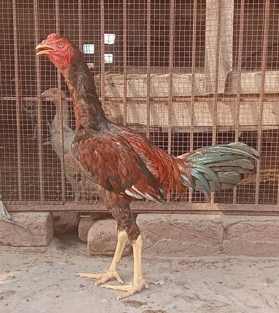 Burmi cross Aseel pathy for sale