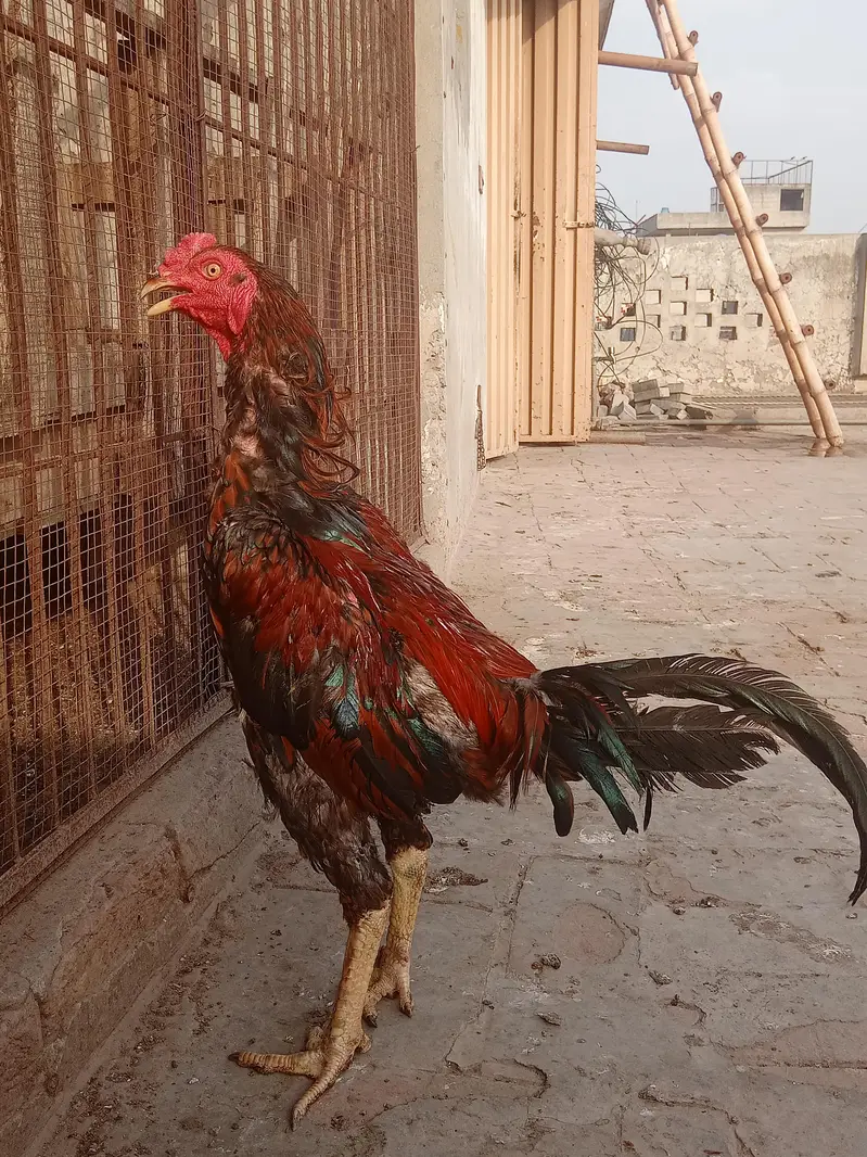 Burmi cross Aseel pathy for sale — photo 2