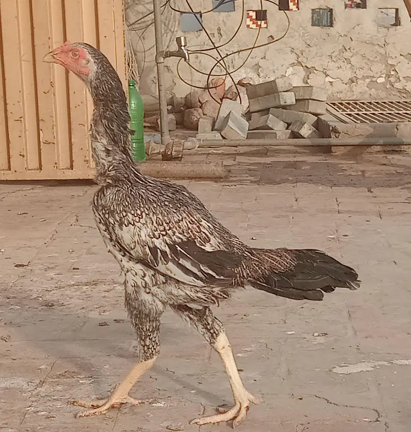 Burmi cross Aseel pathy for sale — photo 3