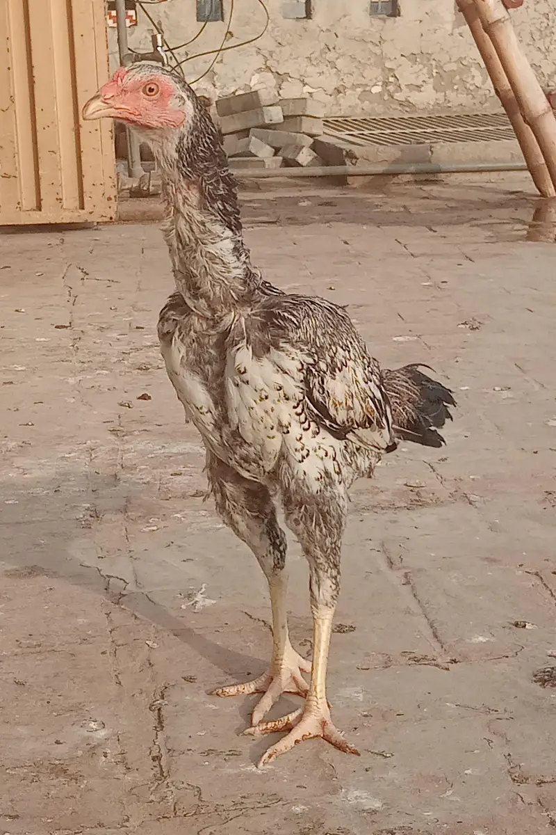 Burmi cross Aseel pathy for sale — photo 4