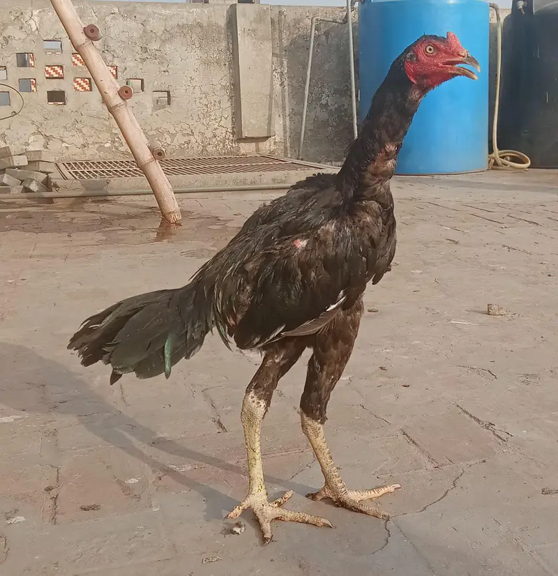 Burmi cross Aseel pathy for sale — photo 5
