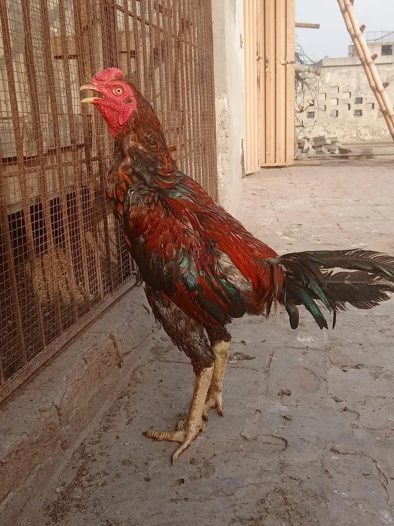 Burmi cross Aseel pathy for sale — photo 6