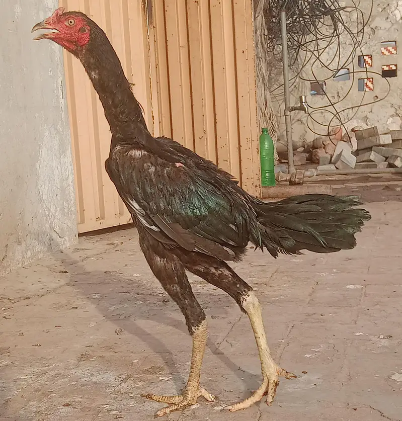 Burmi cross Aseel pathy for sale — photo 7
