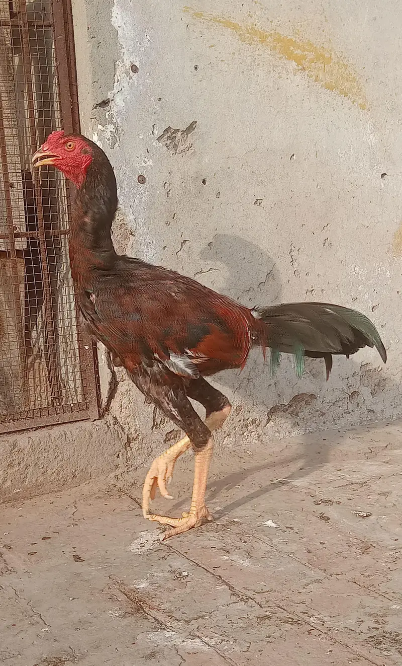Burmi cross Aseel pathy for sale — photo 8