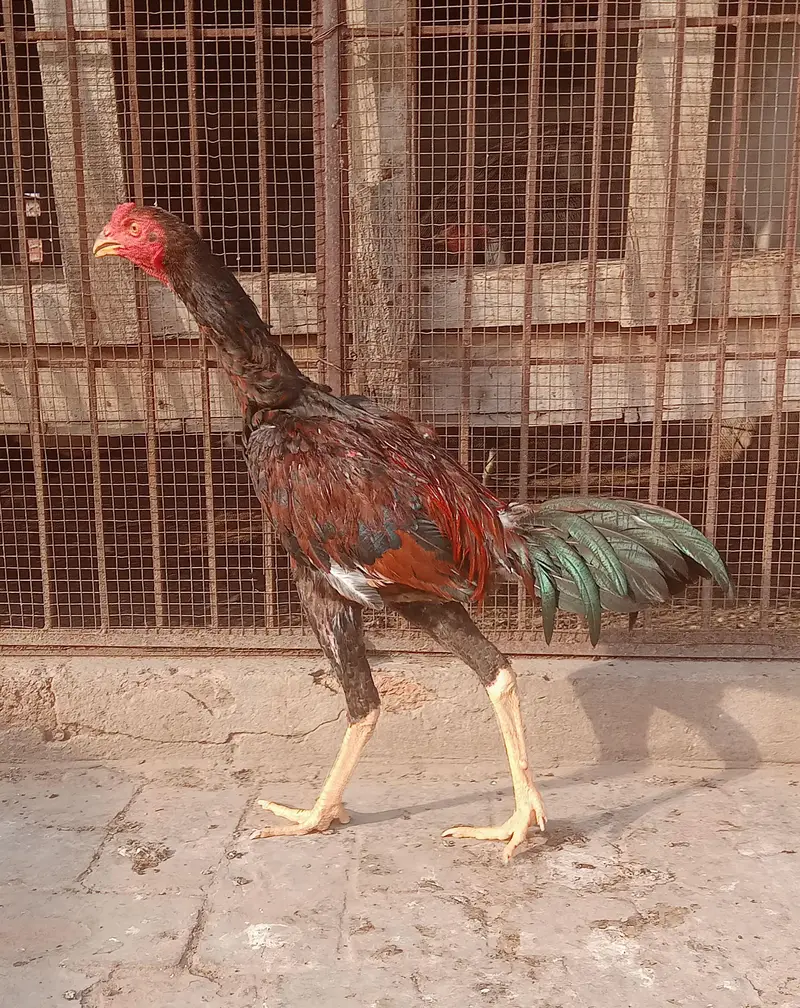 Burmi cross Aseel pathy for sale — photo 9