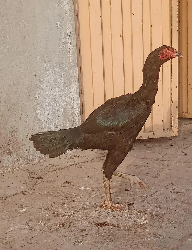 Burmi cross Aseel pathy for sale — photo 10